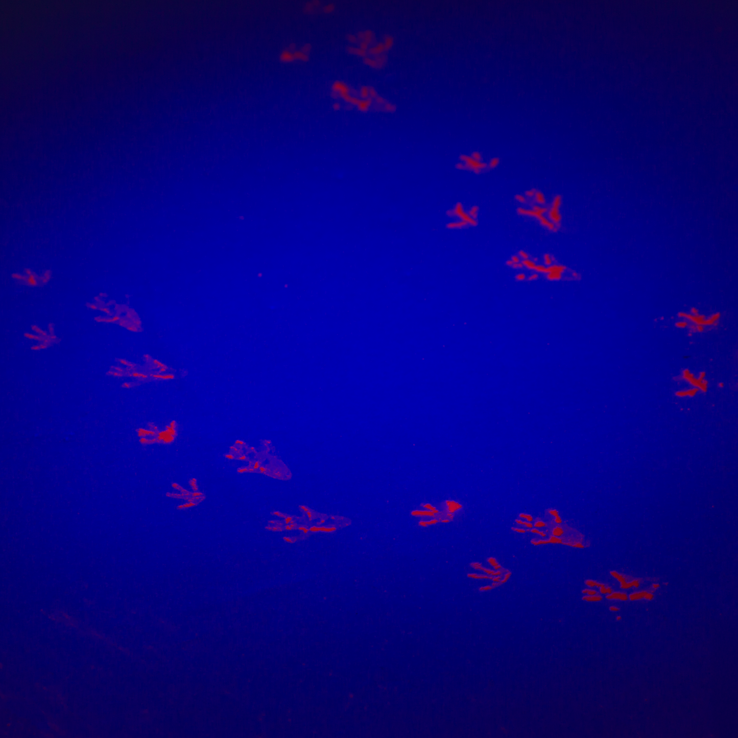 UV Tracking Powder