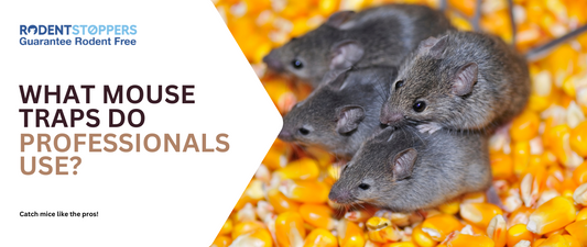 What Mouse Traps Do Professionals Use?
